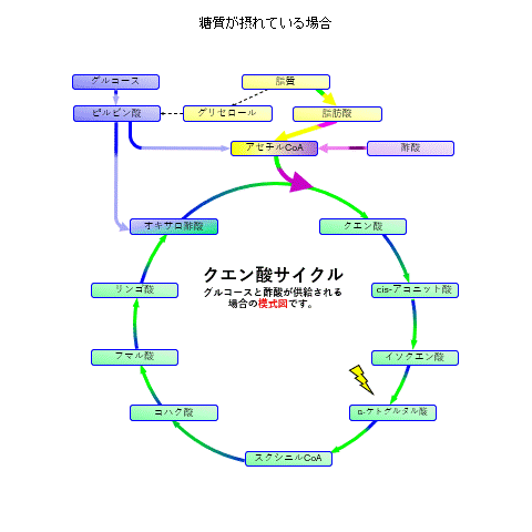 クエン酸サイクルの模式図。グルコースはピルビン酸を経て、酢酸は短い反応で、それぞれアセチルCoAに合流し、オキサロ酢酸と結び付いてクエン酸サイクルに入る。