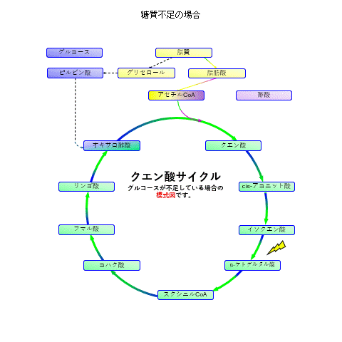 糖質が十分でないときの代謝イメージ
