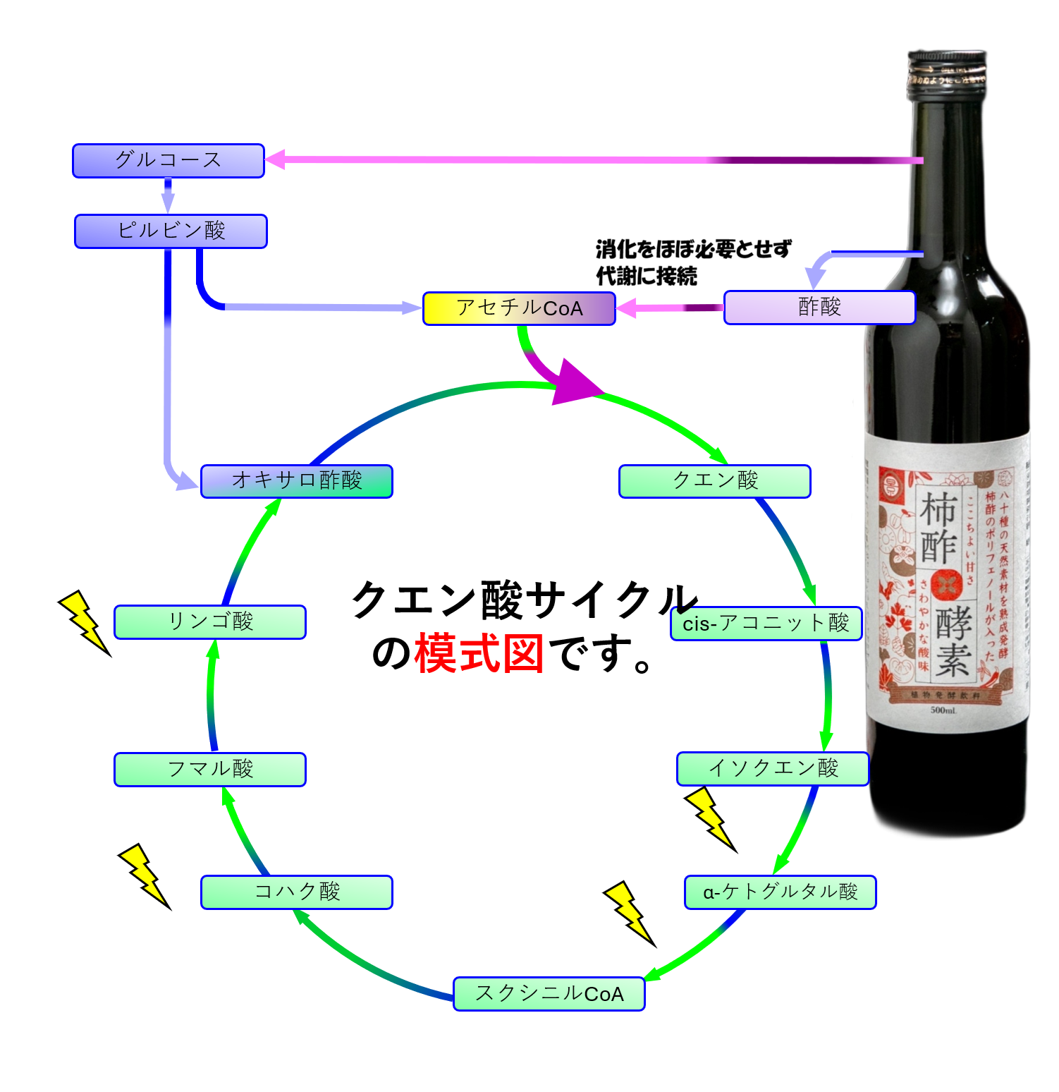 クエン酸サイクルと酢酸：代謝への自然接続イメージ